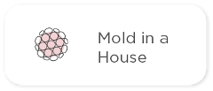 Mold in a House