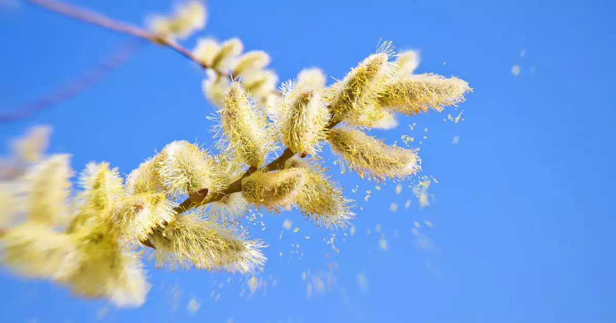summer allergens that invade the home
