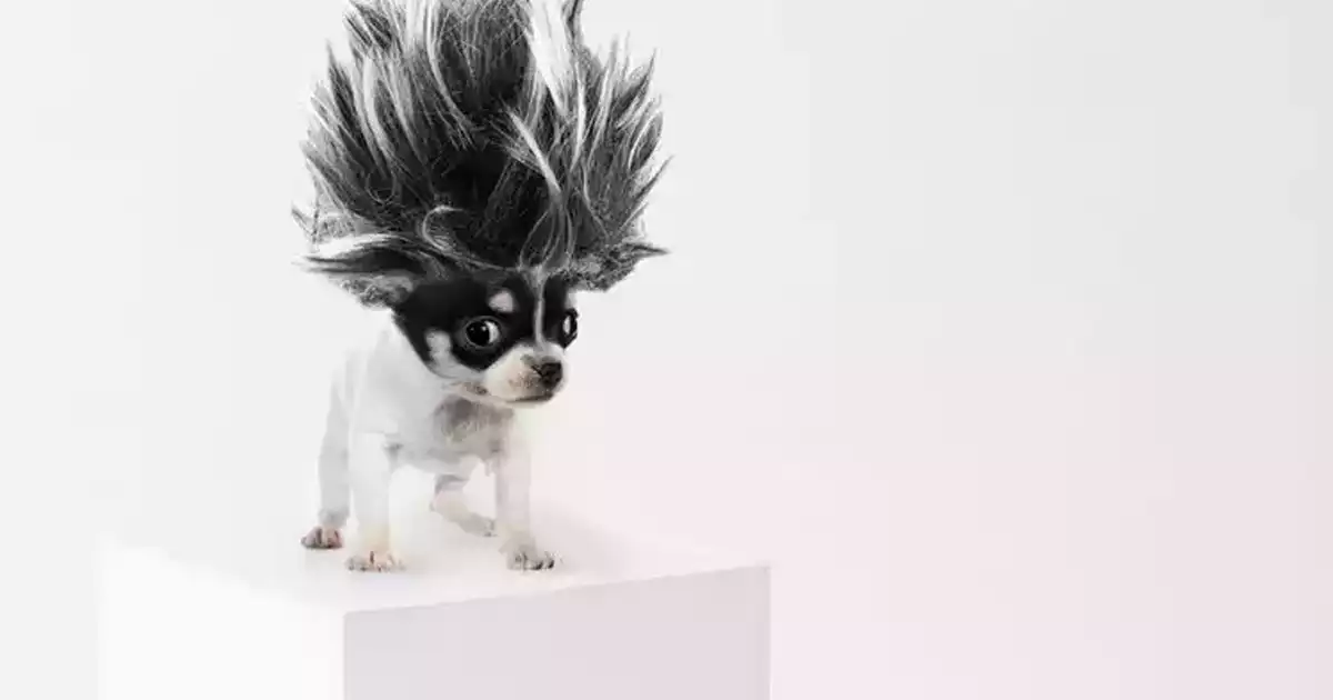 how to keep your dogs cool during the summer