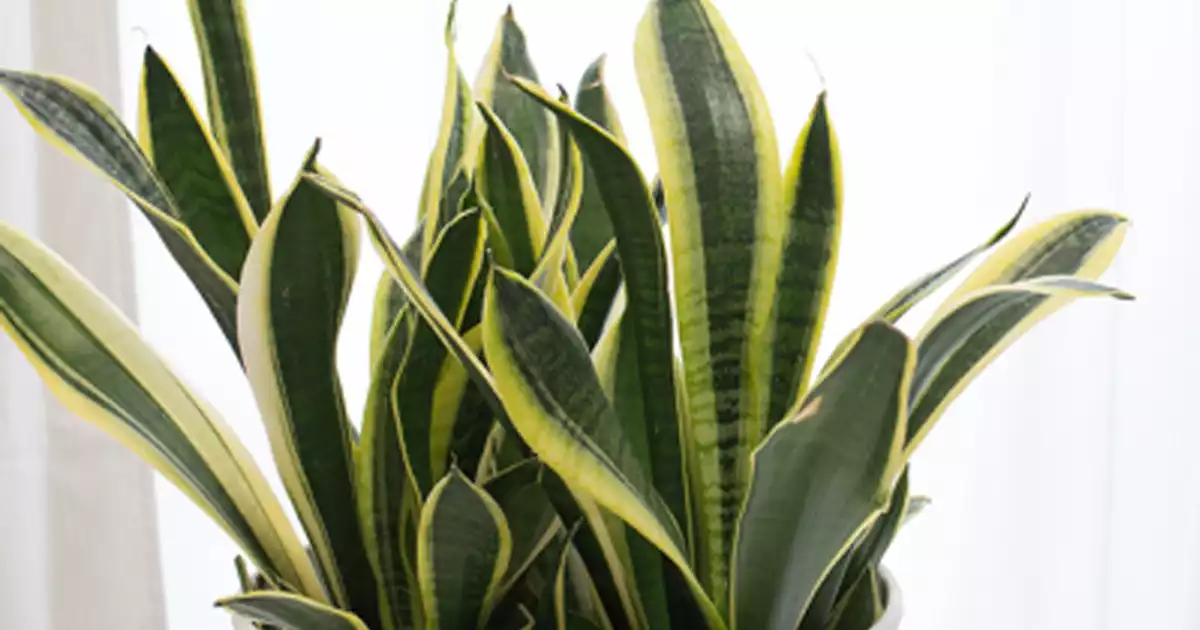 top indoor plants for winter
