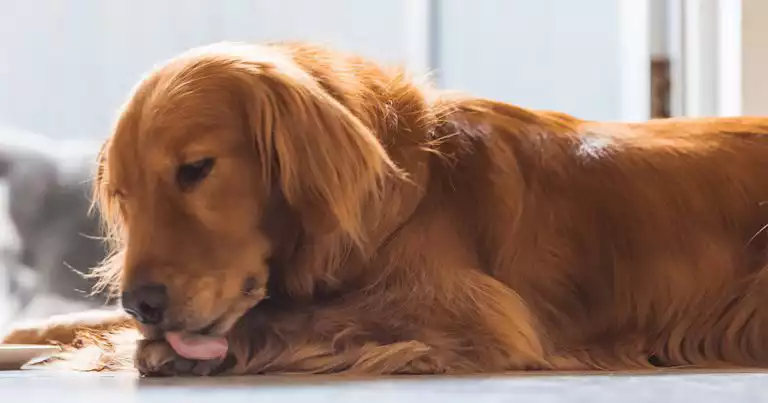 allergens that impact your pet