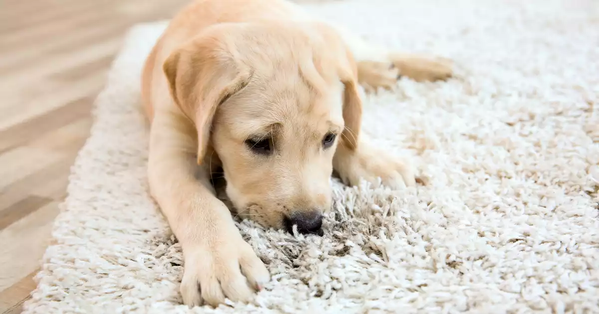 how-vacuuming-impacts-your-indoor-air-dust
