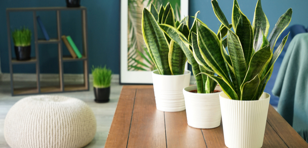 10 ways to purify your indoor environment naturally