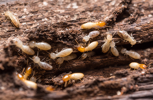 pest-control-humidity-control