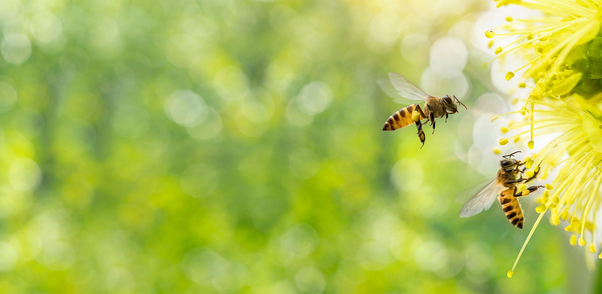 Spring Allergies - Bees