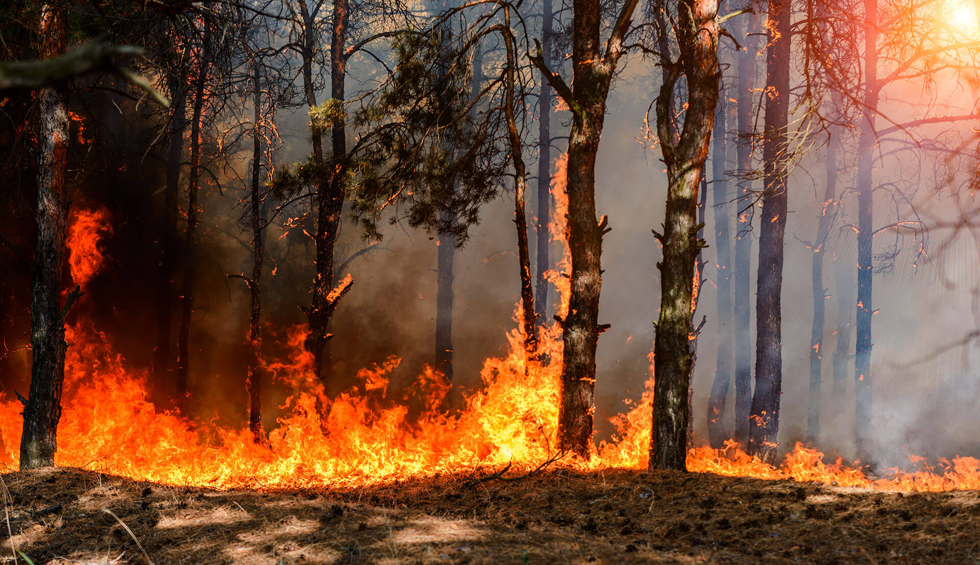 Protect Yourself From Wildfire Smoke With AprilAire
