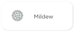 Mildew