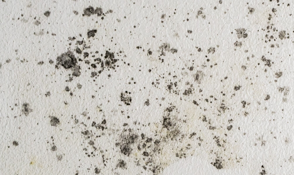 Detailed view of black and grey mold clusters spreading across a white textured drywall surface.