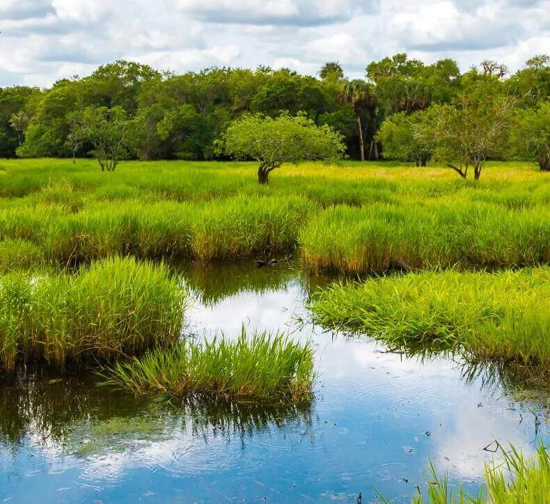 A scenic view of a lush green marsh or wetland with water reflecting the sky and trees in the background under cloudy weather.